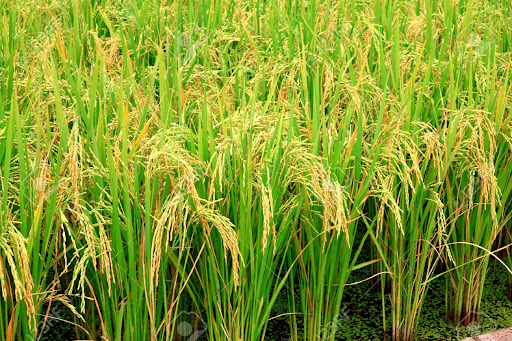 ব্রি ধান৯৪