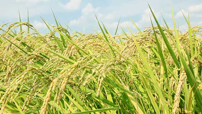 ব্রি ধান৯৫