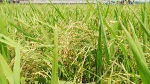 ব্রি ধান৯৭
