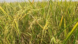 ব্রি ধান৬৮