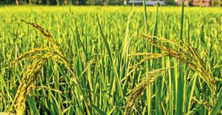 ব্রি ধান৪৮