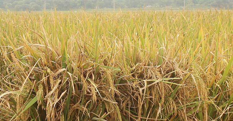 ব্রি ধান৮৩