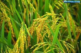 ব্রি ধান৫৯