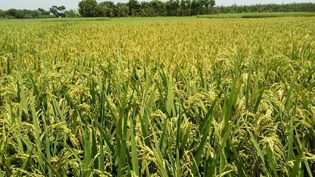 ব্রি ধান৬৯