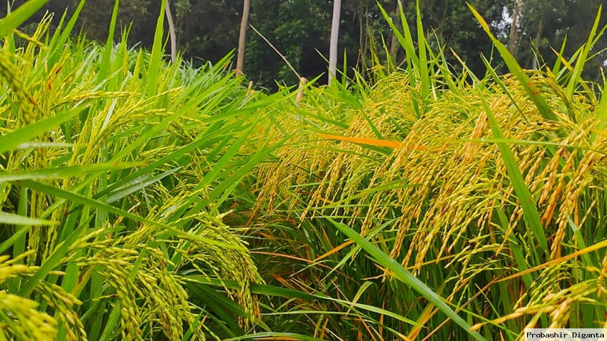 বি আর৪