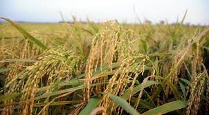 ব্রি ধান৩৮