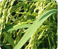 ব্রি ধান৪১