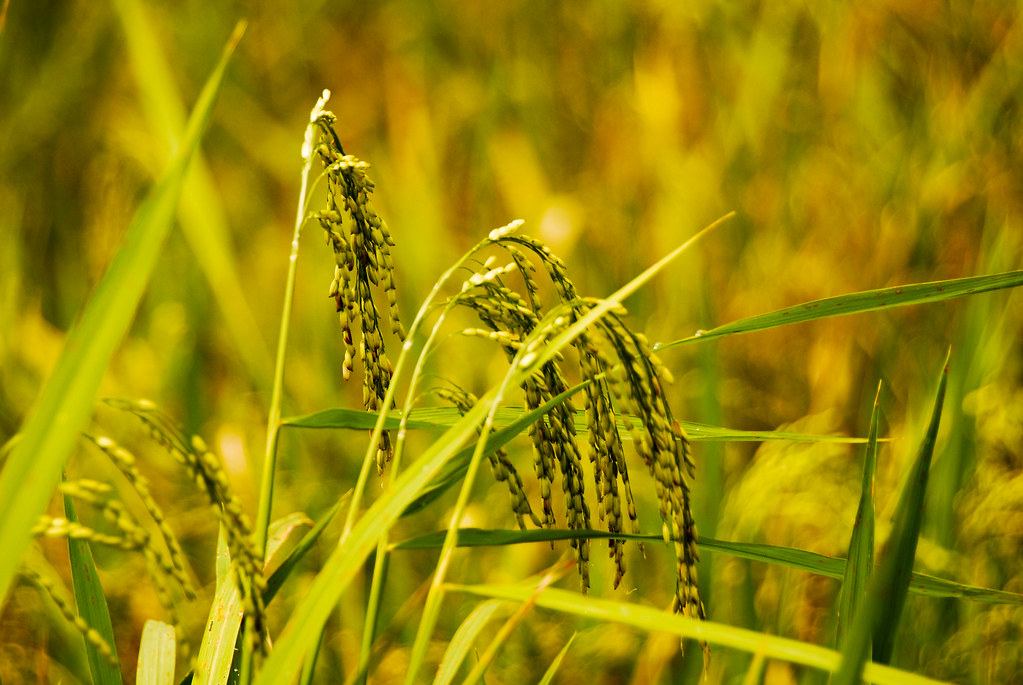 বি আর২০