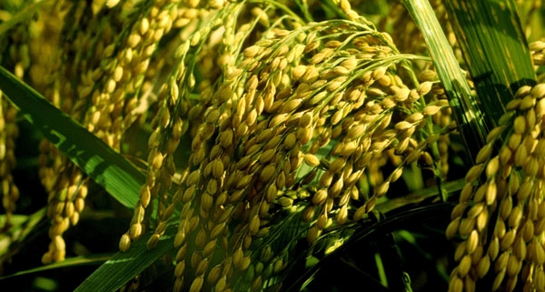 ব্রি ধান৭১