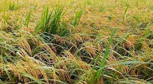 বি আর১৪
