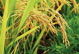 ব্রি ধান৫২