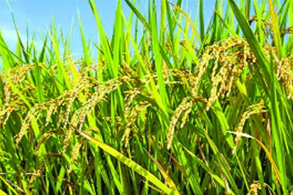 ব্রি ধান৫৮