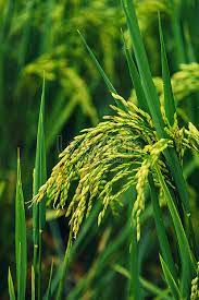 ব্রি ধান৮১