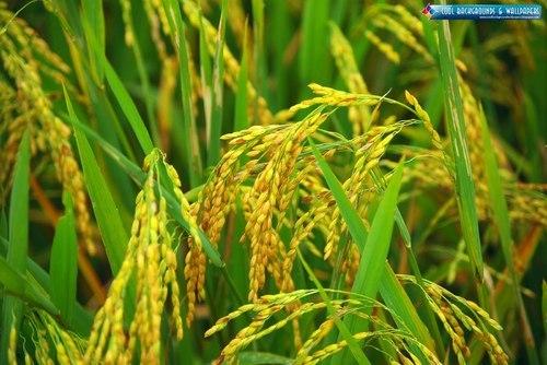 ব্রি ধান৭৪