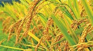 বি আর২৪