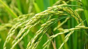 ব্রি ধান৮০