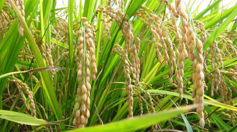 ব্রি ধান৬৬