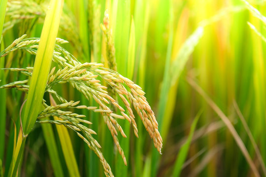 বি আর১১