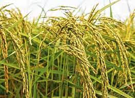 ব্রি ধান৯১