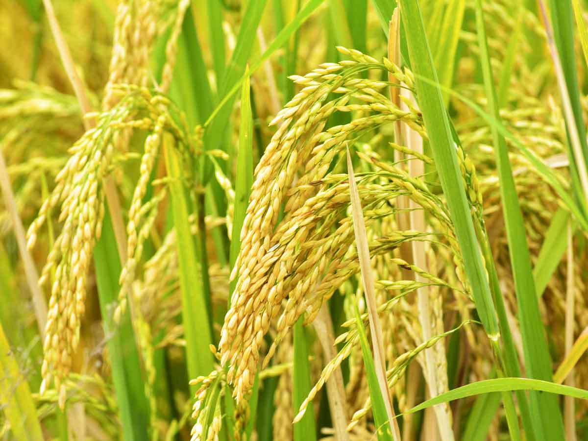 বি আর১