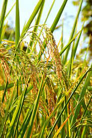 ব্রি ধান৫৪