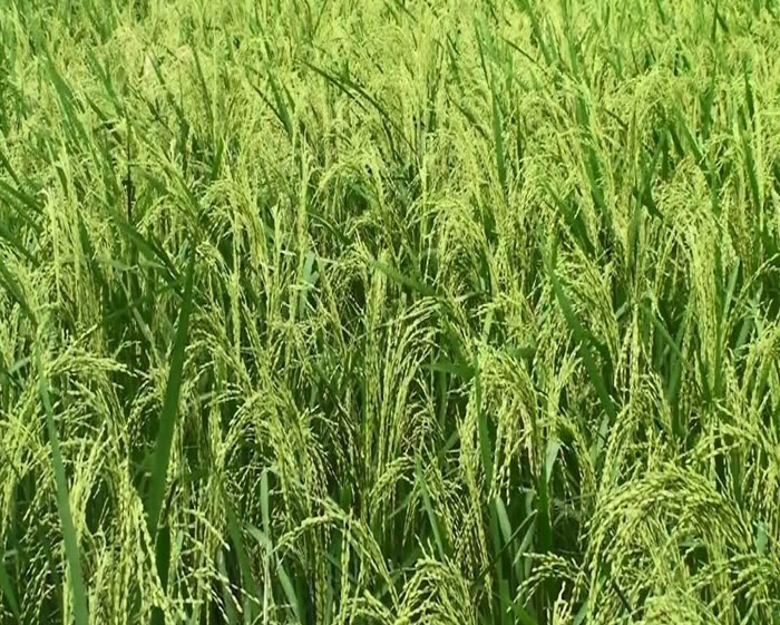 বি আর২১