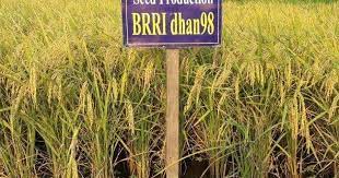 ব্রি ধান৯৮