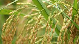 ব্রি ধান৬৫