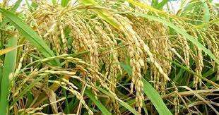 ব্রি ধান৩৪