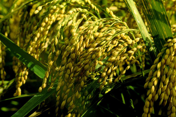 বি আর১২
