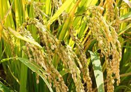 ব্রি ধান৬৩