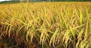 ব্রি ধান৫০