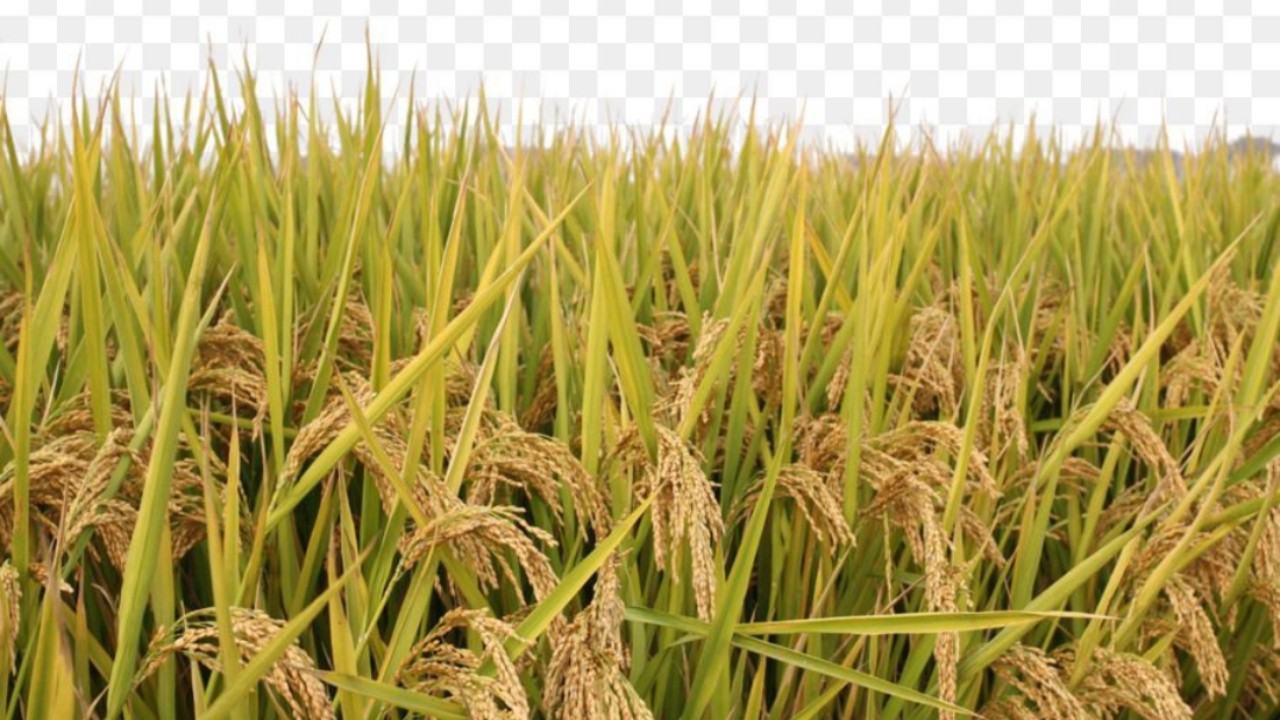 ব্রি ধান৪০