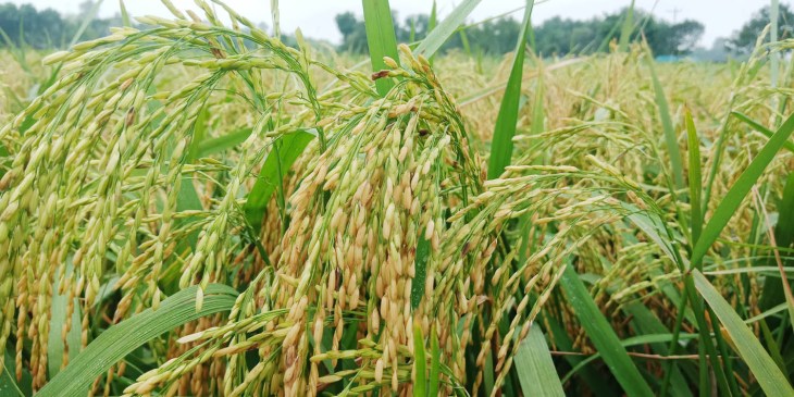 ব্রি ধান৮৯