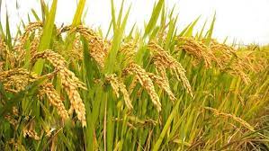 ব্রি ধান৩১