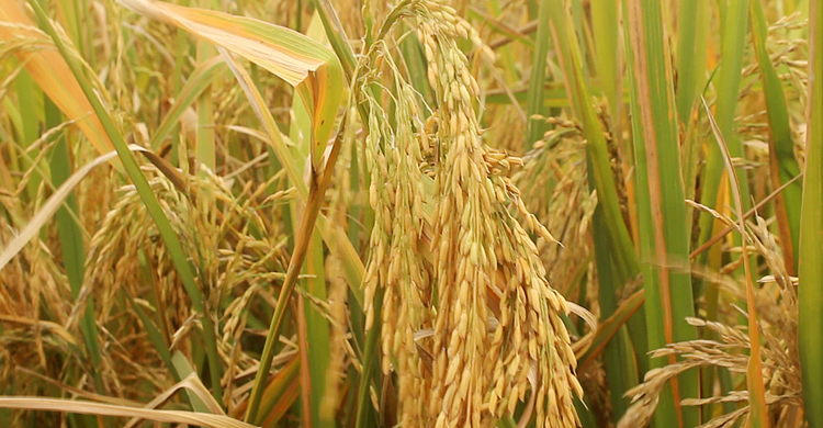 বি আর১৫