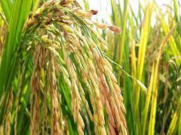 ব্রি ধান৭২