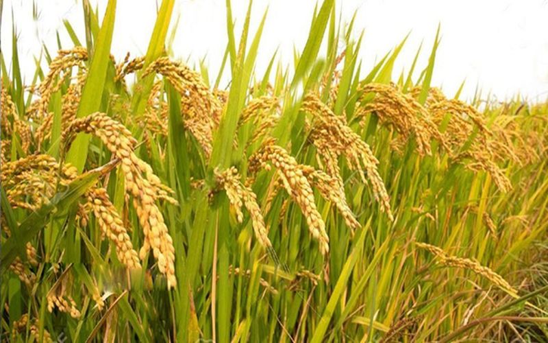 বি আর১৮