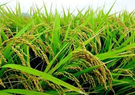 বি আর৮