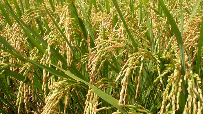 ব্রি ধান২৮