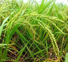 ব্রি ধান৭৫