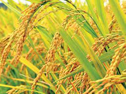 ব্রি ধান৩০