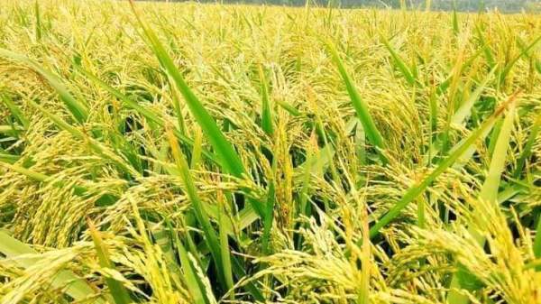 ব্রি ধান৮৬