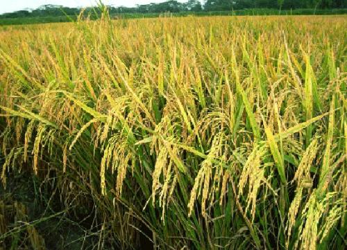 ব্রি ধান৮৫