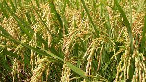 ব্রি ধান৮২