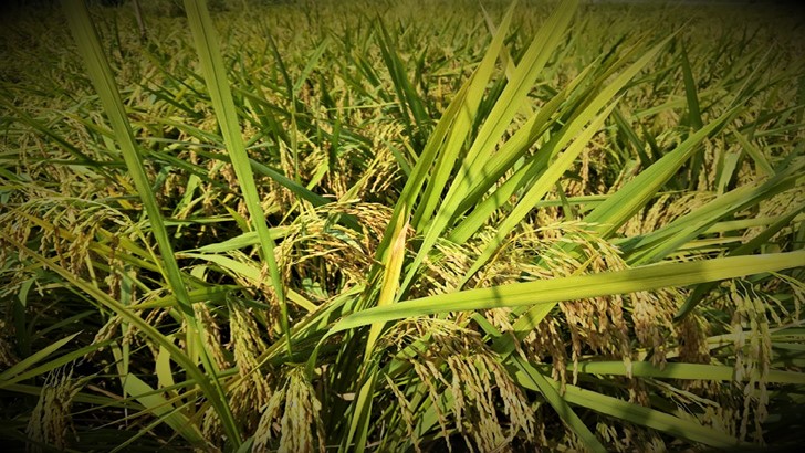বি আর৩