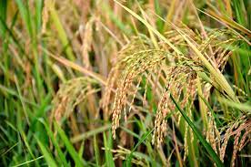 বি আর৫
