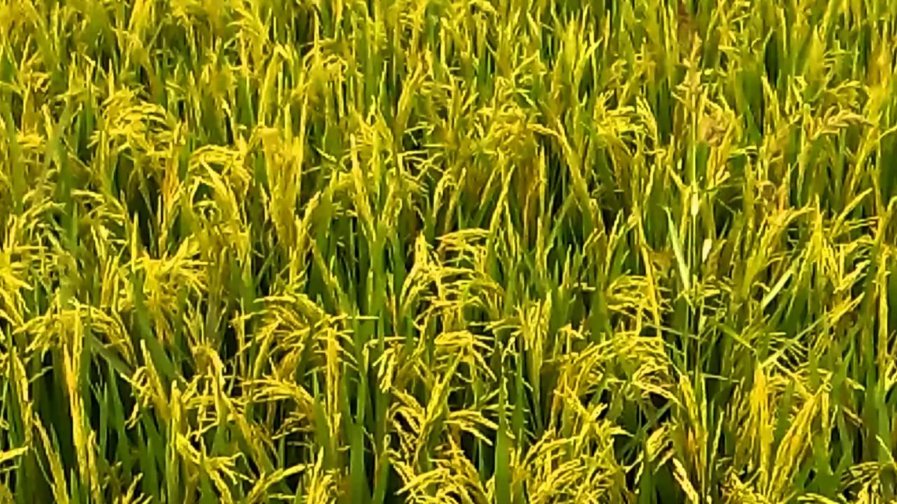 ব্রি ধান৩৬