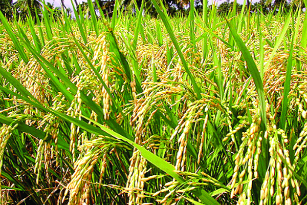 ব্রি ধান৭৬