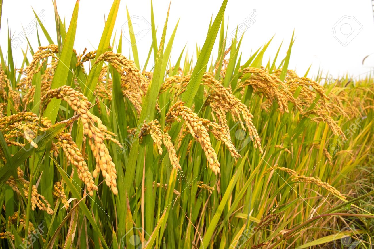 বি আর৯